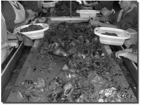 industria conservera